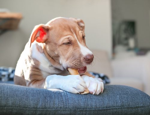 Fresh Breath, Healthy Pets: Top Dental Products Your Dogs and Cats Need Now