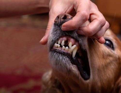 Are Non-Anesthetic Dentals Putting Your Pet at Risk? What Every Pet Owner Needs to Know!