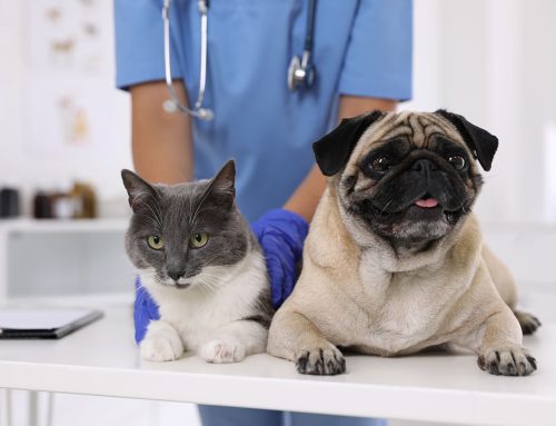 Vaccines, Parasites & More: A Vet’s Guide to Preventable Pet Illness